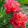 Bijūnas „New Millenium” (Paeonia „New Millenium”)