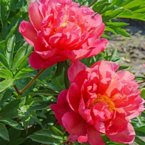 Bijūnas „New Millenium” (Paeonia „New Millenium”)