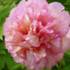 Bijūnas „Smith Family Jewel” (Paeonia „Smith Family Jewel”)