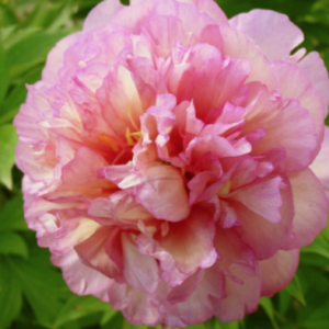 Bijūnas „Smith Family Jewel” (Paeonia „Smith Family Jewel”)