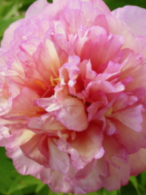 Bijūnas „Smith Family Jewel” (Paeonia „Smith Family Jewel”)