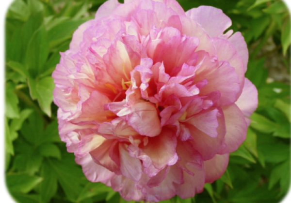 Bijūnas „Smith Family Jewel” (Paeonia „Smith Family Jewel”)