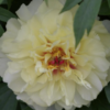 Bijūnas  "Vanilla Manilla" (Paeonia  "Vanilla Manilla")