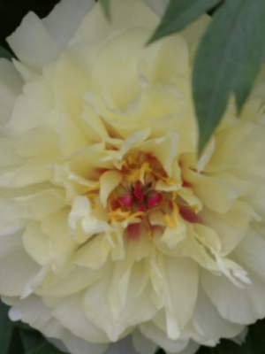 Bijūnas  "Vanilla Manilla" (Paeonia  "Vanilla Manilla")