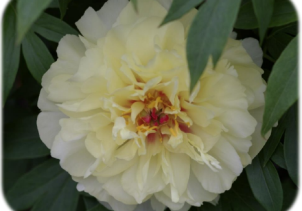 64440374_3_g_paeonia_intersectional_vanilla_manilla_3_5.67816168abfc1 Bijūnas "Vanilla Manilla" (Paeonia "Vanilla Manilla")