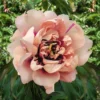 Bijūnas „Oochigeas” (Paeonia „Oochigeas”)