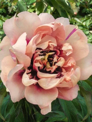 Bijūnas „Oochigeas” (Paeonia „Oochigeas”)