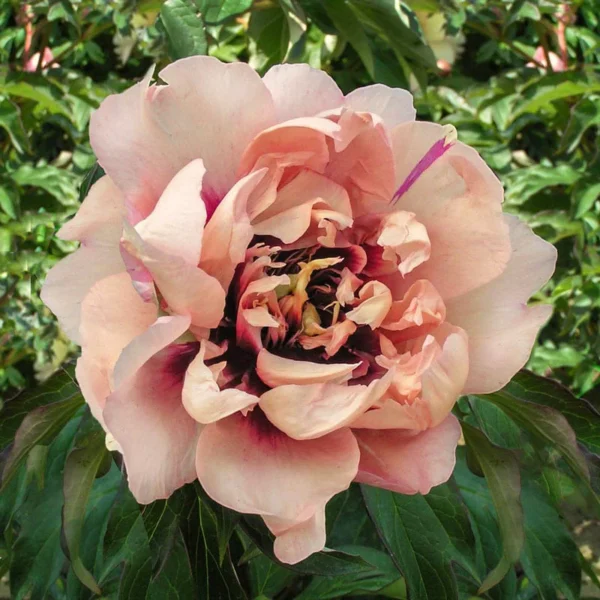 75701A Bijūnas „Oochigeas” (Paeonia „Oochigeas”)