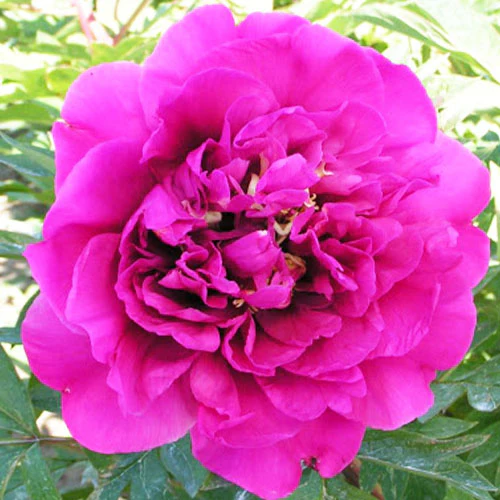 PeonyBelleToulousaine_ITOH Bijūnas „Belle Toulousaine” (Paeonia „Belle Toulousaine”)