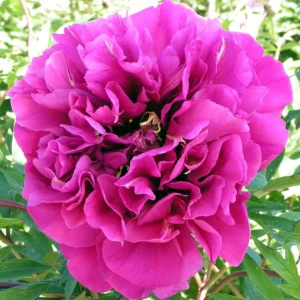 Bijūnas „Belle Toulousaine” (Paeonia „Belle Toulousaine”)