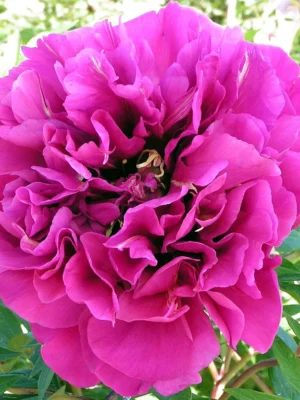 Bijūnas „Belle Toulousaine” (Paeonia „Belle Toulousaine”)