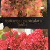 Hortenzija šluotelinė "Bonfire GRHP12" (Hydrangea paniculata "Bonfire GRHP12")