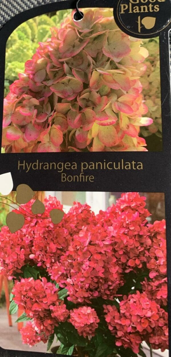 1000010054 (1) Hortenzija šluotelinė "Bonfire GRHP12" (Hydrangea paniculata "Bonfire GRHP12")