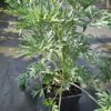 Pelynas / Kartusis kietis (Artemisia absinthium)