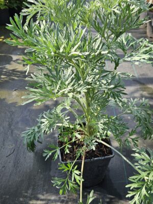 Pelynas / Kartusis kietis (Artemisia absinthium)