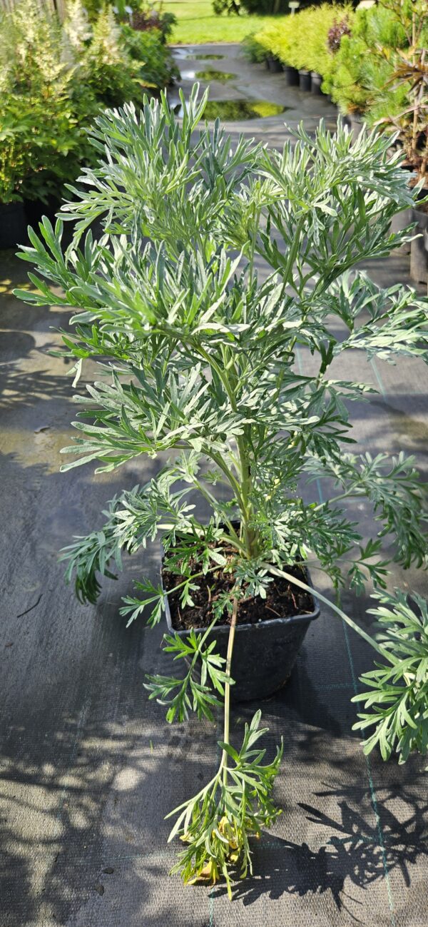 20250718_090405 Pelynas / Kartusis kietis (Artemisia absinthium)