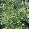 Pelynas / Kartusis kietis (Artemisia absinthium)
