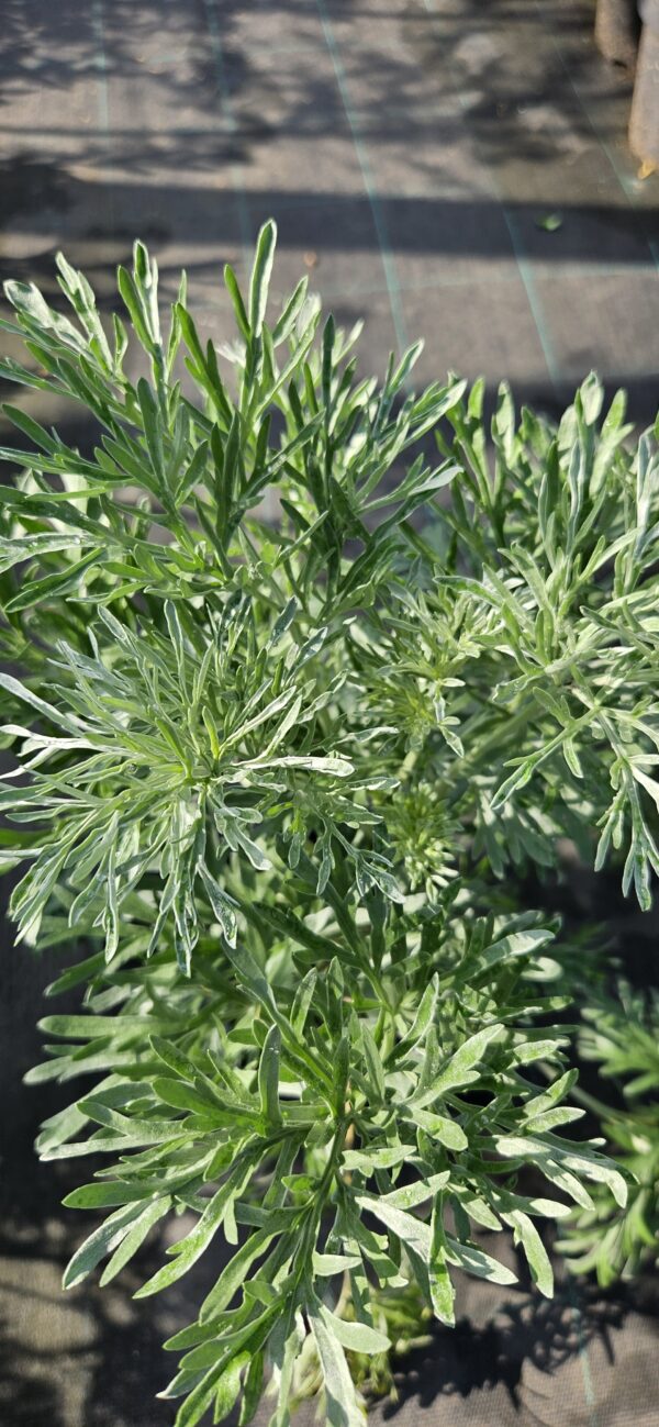 20250718_090408 Pelynas / Kartusis kietis (Artemisia absinthium)