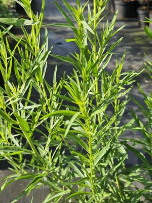 Peletrūnas / Vaistinis kietis (Artemisia dranunculus)