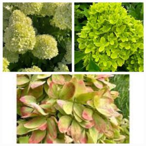 Hortenzija šluotelinė „Bee Green” (Hydrangea paniculata „Bee Green”)