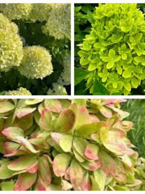 Hortenzija šluotelinė „Bee Green” (Hydrangea paniculata „Bee Green”)