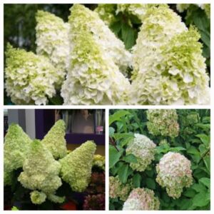 Hortenzija šluotelinė "Magical Moonlight" (Hydrangea paniculata "Magical Moonlight")