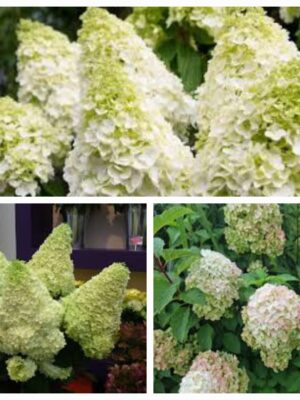Hortenzija šluotelinė "Magical Moonlight" (Hydrangea paniculata "Magical Moonlight")