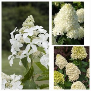 Hortenzija šluotelinė "Skyfall" (Hydrangea paniculata "Skyfall")