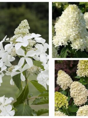 Hortenzija šluotelinė "Skyfall" (Hydrangea paniculata "Skyfall")