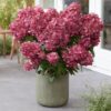 Hortenzija šluotelinė "Bonfire GRHP12" (Hydrangea paniculata "Bonfire GRHP12")