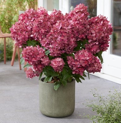 Hydrangea paniculata Bonfire Hortenzija šluotelinė "Bonfire GRHP12" (Hydrangea paniculata "Bonfire GRHP12")