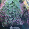 Hortenzija šluotelinė „Metalica®” (Hydrangea paniculata „Metalica®”)