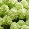 Hortenzija šluotelinė "Petite® Cherry" (Hydrangea paniculata "Petite® Cherry")