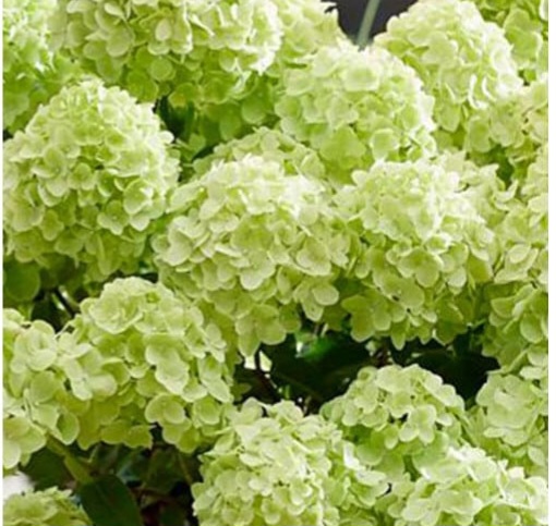 Petite-Cherry-naslov Hortenzija šluotelinė "Petite® Cherry" (Hydrangea paniculata "Petite® Cherry")