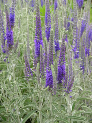 Veronika varpotoji "Incana" (Veronica spicata „Incana")