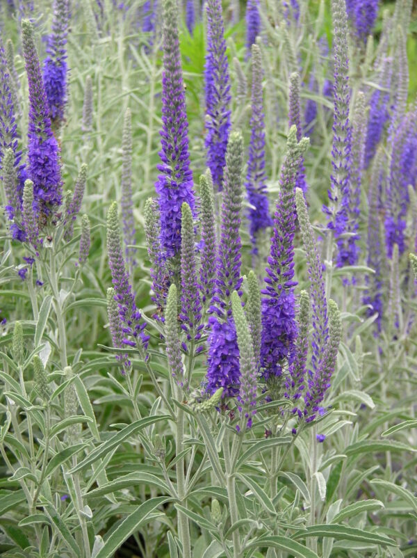 Veronika varpotoji "Incana" (Veronica spicata „Incana")