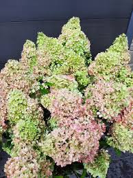 atsisiųsti Hortenzija šluotelinė „Petite® Flori” (Hydrangea paniculata „Petite® Flori”)