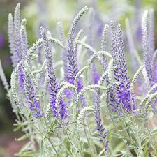 Veronika varpotoji "Incana" (Veronica spicata „Incana")