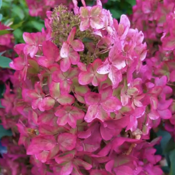 gortenziya-metelchataya-metallika-350x350-1 Hortenzija šluotelinė „Metalica®” (Hydrangea paniculata „Metalica®”)