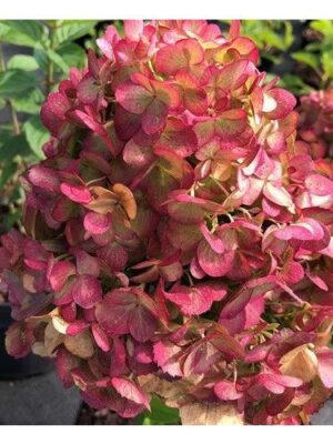 Hortenzija šluotelinė "Petite® Cherry" (Hydrangea paniculata "Petite® Cherry")