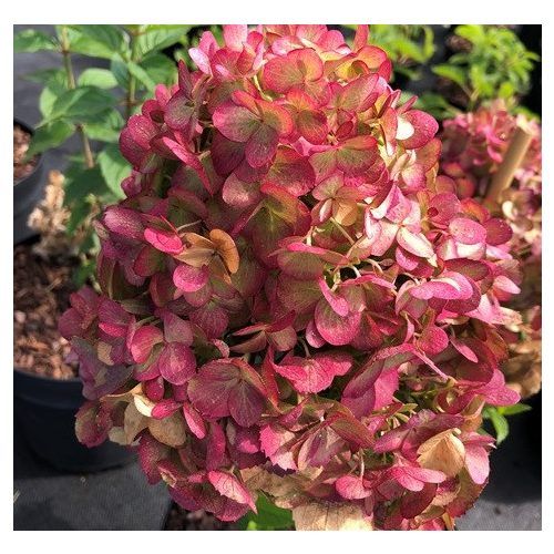 hydrangea_paniculata_petite_cherry Hortenzija šluotelinė "Petite® Cherry" (Hydrangea paniculata "Petite® Cherry")