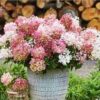 Hortenzija šluotelinė „Groundbreaker®” (Hydrangea paniculata „Groundbreaker®”)