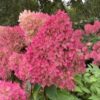 Hortenzija šluotelinė „Petite® Flori” (Hydrangea paniculata „Petite® Flori”)