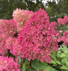 Hortenzija šluotelinė „Petite® Flori” (Hydrangea paniculata „Petite® Flori”)