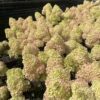 Hortenzija šluotelinė „Petite® Flori” (Hydrangea paniculata „Petite® Flori”)