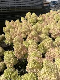 images-5 Hortenzija šluotelinė „Petite® Flori” (Hydrangea paniculata „Petite® Flori”)