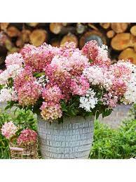 Hortenzija šluotelinė „Groundbreaker®” (Hydrangea paniculata „Groundbreaker®”)