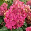 Hortenzija šluotelinė "Bonfire GRHP12" (Hydrangea paniculata "Bonfire GRHP12")