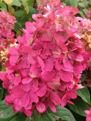 Hortenzija šluotelinė "Bonfire GRHP12" (Hydrangea paniculata "Bonfire GRHP12")
