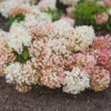 Hortenzija šluotelinė „Groundbreaker®” (Hydrangea paniculata „Groundbreaker®”)